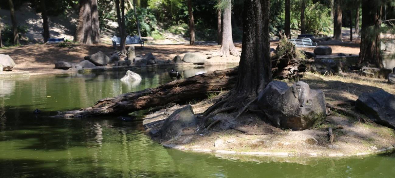 Fondo de Bosque Los Colomos en Guadalajara