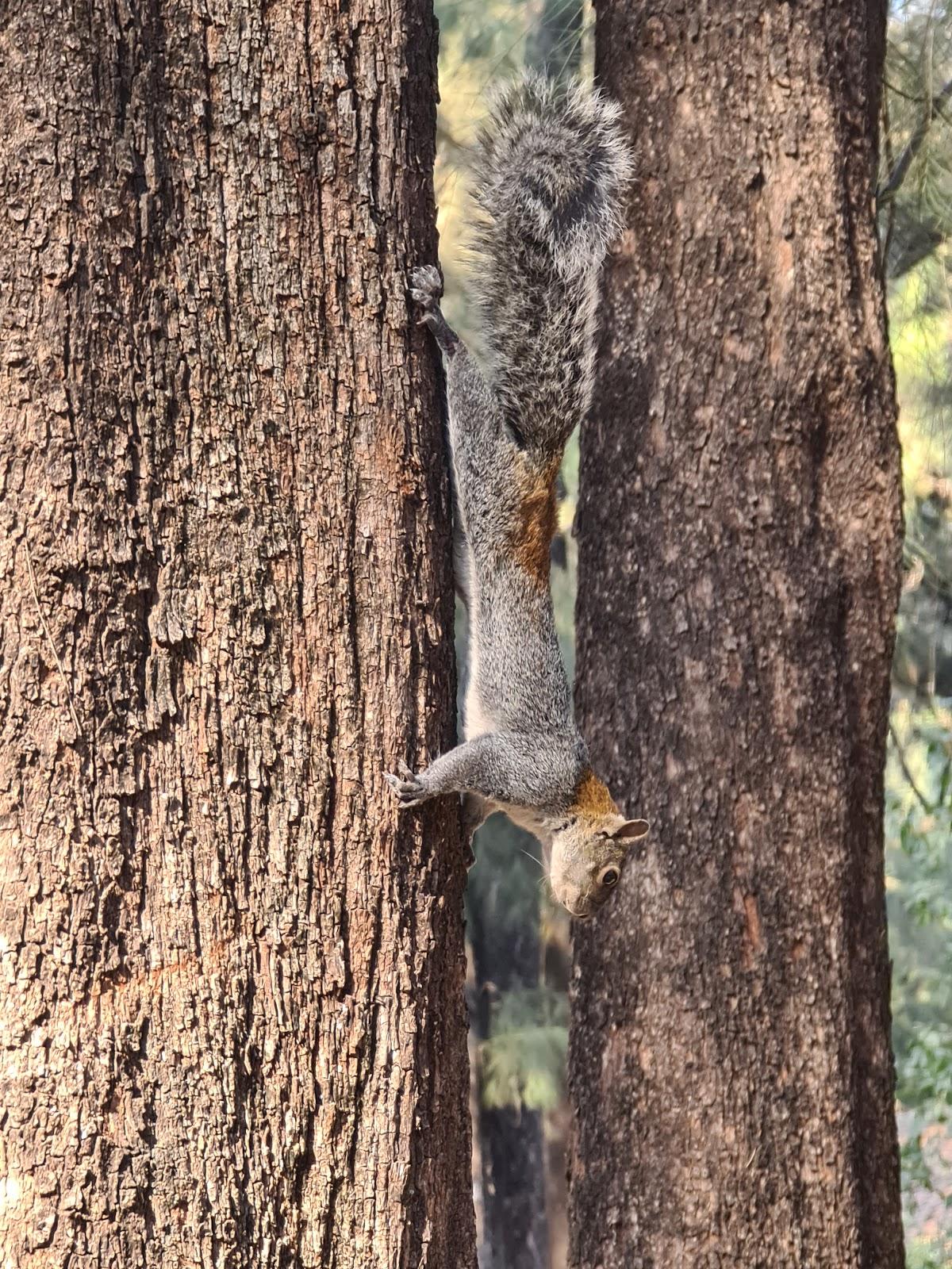 Bosque Los Colomos vista 9