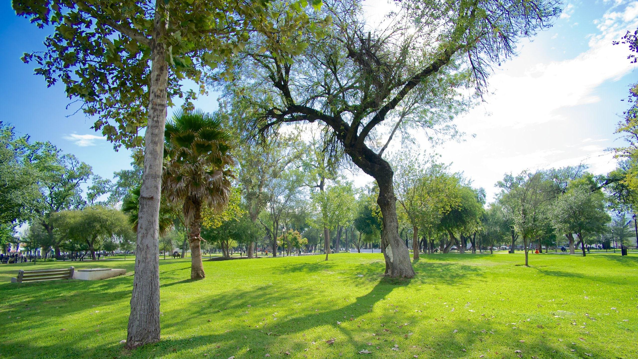 Alameda Monterrey vista 8