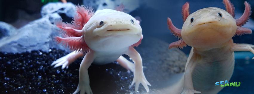 Sealand Monterrey en Monterrey