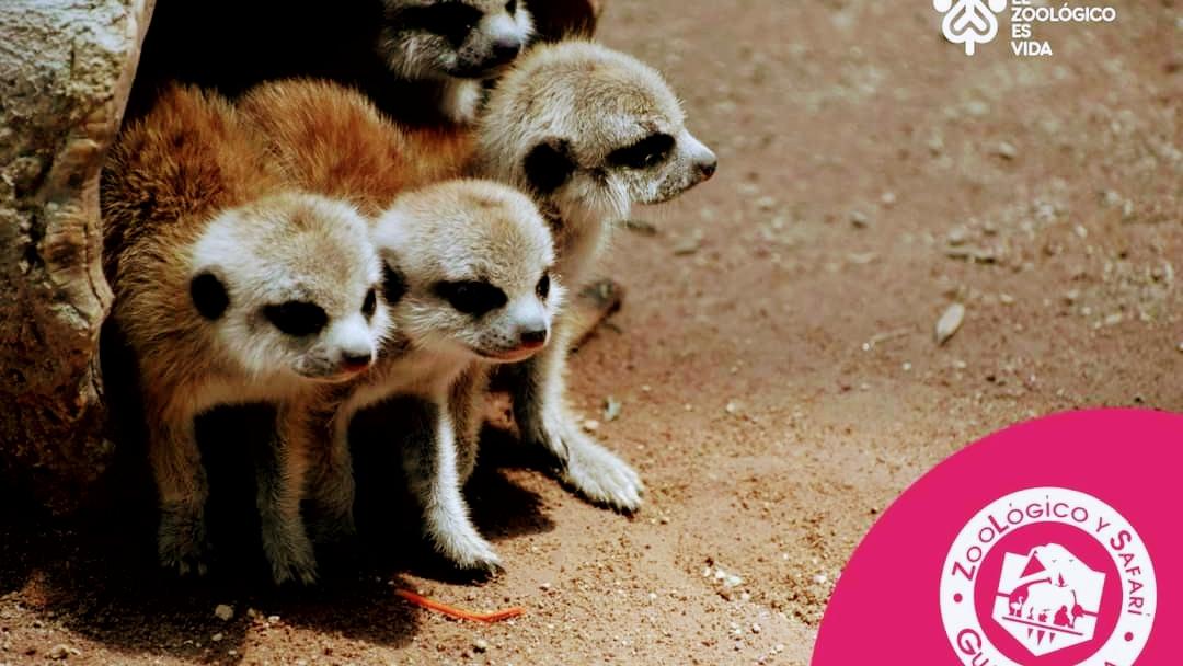 Zoológico Guadalajara en Guadalajara